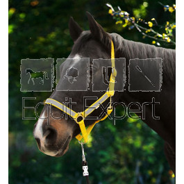 Licol NeonReflex pour poney, pur sang ou cheval de selle.